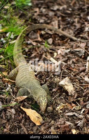 Giallo maculato acqua asiatica monitor lizard scavando per cibo Foto Stock