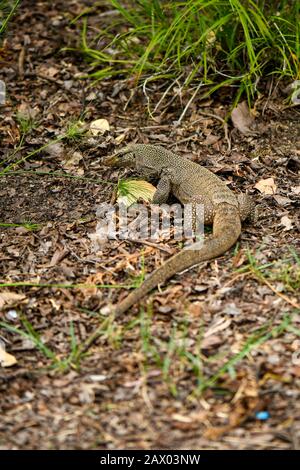 Giallo maculato acqua asiatica monitor lizard scavando per cibo Foto Stock