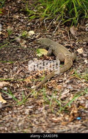 Giallo maculato acqua asiatica monitor lizard scavando per cibo Foto Stock