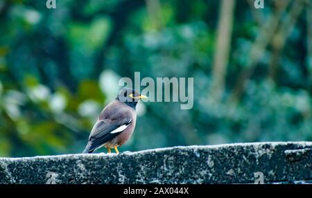 Il myna è un uccello della famiglia starling. Questo è un gruppo di uccelli passerine che sono nativi di Asia del sud e in particolare con l'India, Pakistan e Bangla Foto Stock