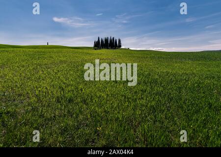 Cerchio di cipressi nei pressi di Torrenieri nel cuore della Toscana, Italia Foto Stock