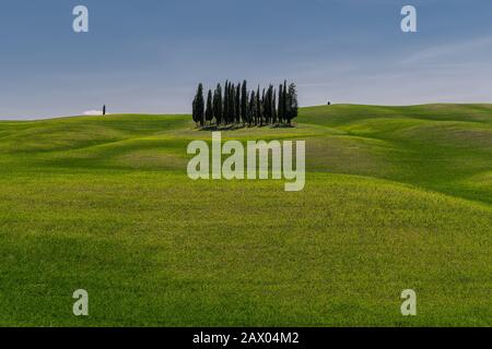 Cerchio di cipressi nei pressi di Torrenieri nel cuore della Toscana, Italia Foto Stock