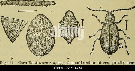 Insetti e insetticidi Manuale pratico relativo agli insetti nocivi e ai metodi per prevenirne le lesioni. 210 INSETTI CHE COLPISCONO MAIS INDIANO. Piccoli becchi, e moltiplicare viviparamente o per la nascita di givingbirth a giovane vivente. Continuano a svilupparsi in questo modo fino alla caduta, quando la covata uovo-posa è prodotta. La presenza di questi pidocchi sulle radici può easilybe determinato tirando con attenzione o scavando upplants supposti per essere ferito. Gli afidi, se pres-ent, saranno visti coronando le radici come piccole particelle bluastro-verdi. Le piante colpite generalmente si presentano gialle e falciformi, crescendo slo Foto Stock