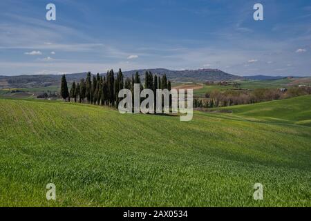 Cerchio di cipressi nei pressi di Torrenieri nel cuore della Toscana, Italia Foto Stock