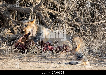 Un maschio Kalahari Leone con un uccisione, visto da un Jackal Black-backed Foto Stock