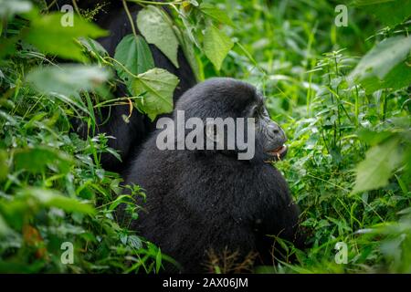 Giovane Habinyanja Gruppo gorilla di montagna (Gorilla beringei beringei) a Bwindi Impenetrabile Foresta, Bwindi Impenetrabile Parco Nazionale, SW Uganda Foto Stock