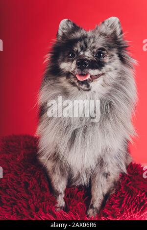 Ritratto di un giovane lupo spitz girato in studio su sfondo rosso Foto Stock
