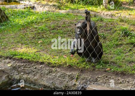 Berlino, Germania - 7 ottobre 2019: Giardino zoologico di Berlino , scimmia nel voliera Foto Stock