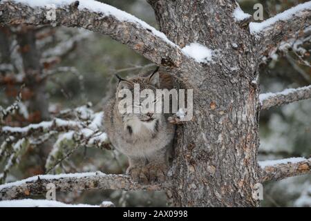 gatto selvatico in albero Foto Stock