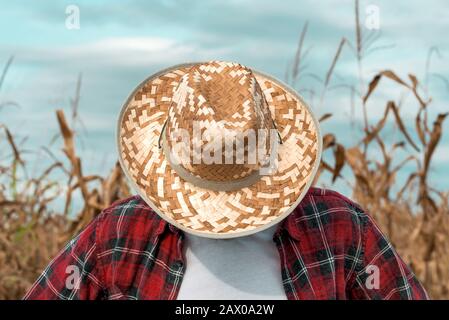 Deluso agricoltore di mais con la testa giù in campo di mais, vicino di agronomo maschio indossando cappello di paglia Foto Stock