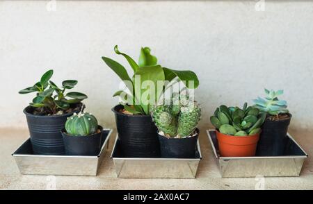 giardinaggio domestico, piccoli cactuses e piante ornamentali in vasi di plastica nera su pavimento di cemento Foto Stock