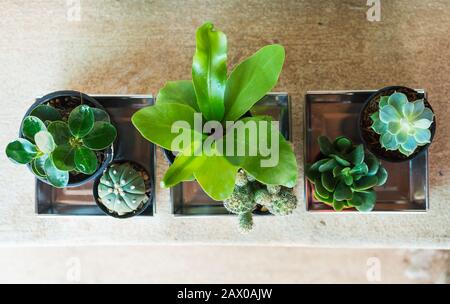 giardinaggio domestico, piccoli cactuses e piante ornamentali in vasi di plastica nera su pavimento di cemento Foto Stock