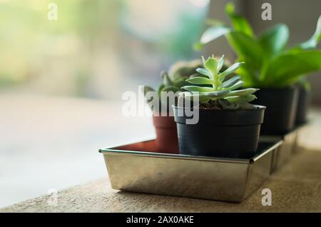 giardinaggio domestico, piccoli cactuses e piante ornamentali in vasi di plastica nera su pavimento di cemento Foto Stock