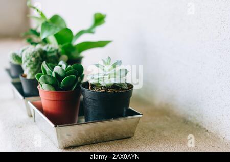 giardinaggio domestico, piccoli cactuses e piante ornamentali in vasi di plastica nera su pavimento di cemento Foto Stock