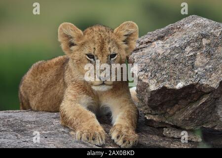 Cute Lion Cub riposante su una roccia, uno dei Lion Rock Pride, Masai Mara National Park, Kenya Foto Stock