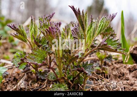 Ortica giovane (Urtica dioica) nel giardino Foto Stock