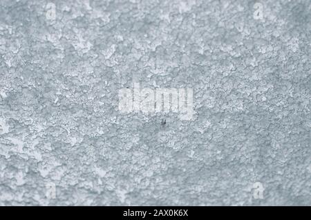 Glasgow, Regno Unito. 10th Feb, 2020. Tempesta Ciara ancora in gran parte del Regno Unito. Glasgow ha visto bande di grandine tempeste, con neve tra vento e brevi calme zone. Credito: Colin Fisher/Alamy Live News Foto Stock