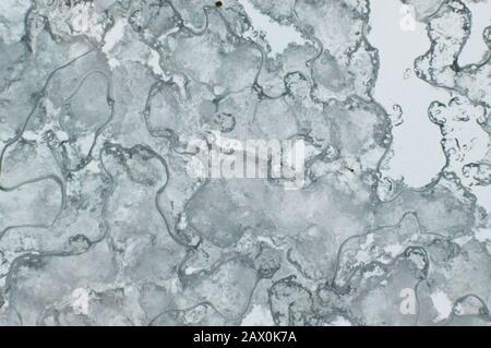 Glasgow, Regno Unito. 10th Feb, 2020. Tempesta Ciara ancora in gran parte del Regno Unito. Glasgow ha visto bande di grandine tempeste, con neve tra vento e brevi calme zone. Credito: Colin Fisher/Alamy Live News Foto Stock