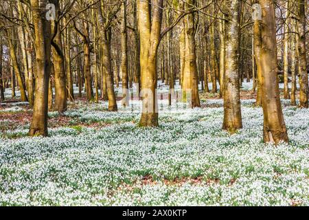 Snowdrops at Welford Park in Berkshire. Foto Stock