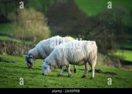 Pecore che pascolano vicino a Simon's Seat in Wharfedale, Regno Unito. Foto Stock