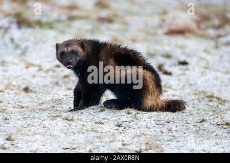 Wolverine (Gloro Guro) Al Highland Wildlife Park, Kincraig, Kingussie, Scozia, Regno Unito Foto Stock