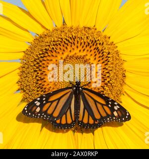 Monarca farfalla nectaing su girasole in piena fioritura. Pennsylvania, estate. Foto Stock