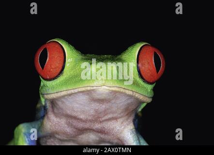 Red-eyed Treefrog (Agalychnis callidryas) aka Red-eyed Leaf Frog. Icona delle foreste pluviali in america centrale. Foto Stock