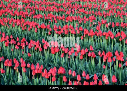 Campo di tulipani rossi che fioriscono nella Skagit Valley. Washington, Aprile. Foto Stock