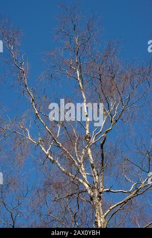 Betulla d'argento senza foglie (Betula pendula) tronco bianco e rami che si innalza in un cielo di inverno bue senza nuvole, Berkshie, febbraio Foto Stock