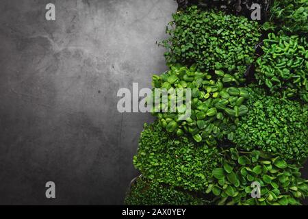mix di contenitori microgreens su sfondo di pietra nera con spazio di copia Foto Stock