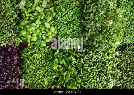 mix di contenitori freschi di microgreens. vista dall'alto Foto Stock