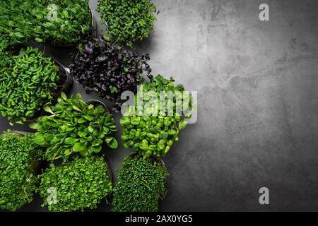 mix di contenitori microgreens su sfondo di pietra nera con spazio di copia Foto Stock