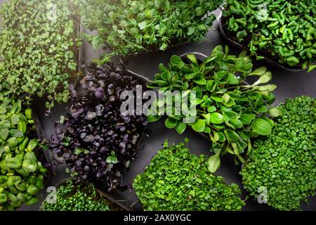 mix di contenitori freschi di microgreens. vista dall'alto Foto Stock