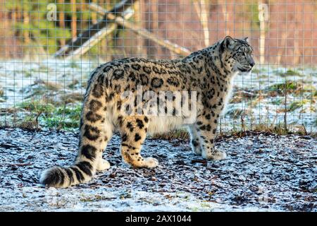 leopardo di neve femminile (Panthera uncia) in recinto al Highland Wildlife Park, Kincraig, Kingussie, Scozia, Regno Unito Foto Stock