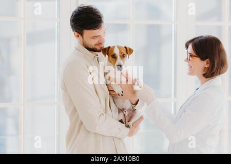 Il colpo orizzontale del proprietario di cane di cura trasporta l'animale domestico sulle mani, gli spettacoli allo specialista dell'animale. Jack russell Terrier è esaminato da veterinario in clinica privata, st Foto Stock