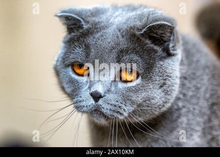 La Scottish Fold è una razza di gatto domestico con un naturale dominante-mutazione del gene che interessa la cartilagine in tutto il corpo, causando le orecchie a fol Foto Stock