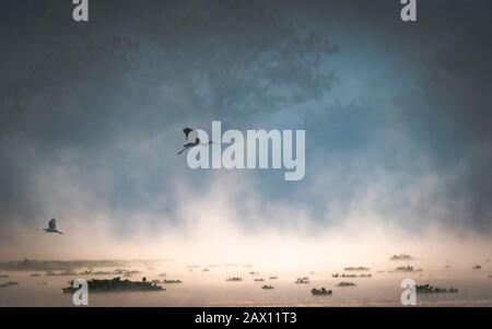 Una silhouette di uccelli che volano su un lago durante la bella alba e nebbia che sorge sopra l'acqua Foto Stock