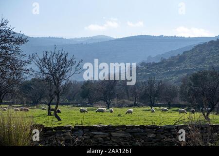 Un gregge di pecore che pascolano nel prato. Mammiferi bianchi animali liberi di mangiare una soleggiata giornata invernale in una prateria. Natura e montagne sullo sfondo. Foto Stock