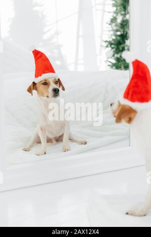 Colpo verticale di cane pedigree in cappello festivo anticipa per il nuovo anno, posa vicino specchio, guarda il suo riflesso, si siede sul pavimento bianco. Natale Foto Stock