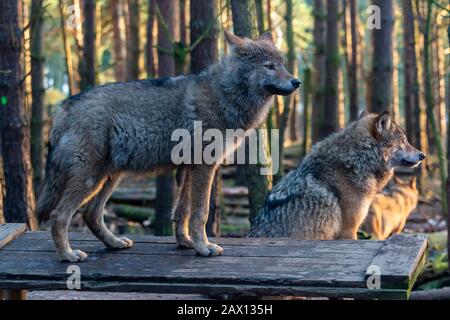 Coppia di lupi grigi europei (Canis lupus lupus) al Highland Wildlife Park, Kincraig, Kingussie, Scozia, Regno Unito Foto Stock