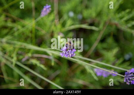 un bumblebee con un sacco di polline sulla sua schiena si siede su una lavanda e raccoglie Foto Stock