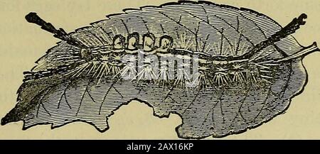 Insetti ed insetticidi Manuale pratico relativo ad insetti nocivi ed ai metodi di prevenzione delle loro lesioni quando vengono schiette per deporre le uova per un altro covata. FERENDO LE FOGLIE. 133 ci sono diverse specie di parassiti che predicano i caterpilastri di Cecropia. In questo caso, solo occasionalmente diventa pregiudizievole. Rimedi.- Spruzzando con gli arseniti, orHand-picking le larve o cocoons, questo insetto può beeasily controllato quando minaccia di diventare distruttivo. Il Tussock-moth con marchio bianco. Orgyia leucosstigma. Questo insetto è uno dei più distruttivi foglia-mangia-ing c Foto Stock