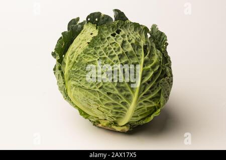 Cavolo verde, crudo e ricco di vitamine, appena raccolto dal giardino e coltivato organicamente. Il cavolo può essere mangiato in modi diversi. Foto Stock