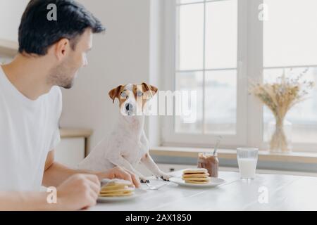 Giovane uomo si allontana dalla macchina fotografica, guarda attentamente al cane pedigree, pranzare insieme, mangiare gustosi frittelle deliziose al tavolo da cucina, usare le forchette, po Foto Stock