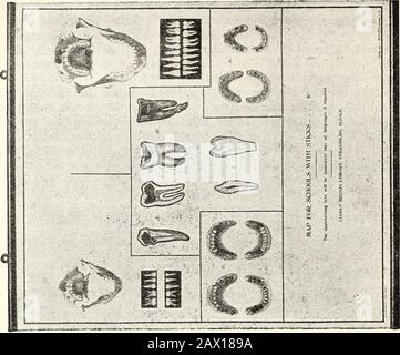 Secondo Congresso Internazionale sulla Scuola di igiene . bald wieder schwand. 6. KS wird wohl nicht notig ein, dass der Schulzahnarzt die Klassenofters besucht. Den Kindern ist die Einrichtung zur Geniige bekannt,und wenn sie schadhafte Zahne haben, besuchen sie schon aus eigenemAntriebe oder auf Rat der lychrpersonen und Mitschiiler die Klinik. 7. Die Erfahrung Hat bestatigt, dass der Unterricht iiber Zahnpfiegesehr notwendig und niitzHch ist; auch sind die Kinder dabei ganz Augeund Ohr, da bei diesem Unterricht ein selbsttatiges Interesse vorwaltet. 8. Die Kinder lassen sich gern vom Zahnarzt beha Foto Stock