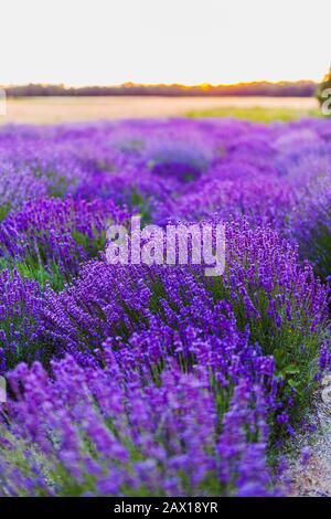 Bella Viola Lavender Campo Agricoltura Foto Stock