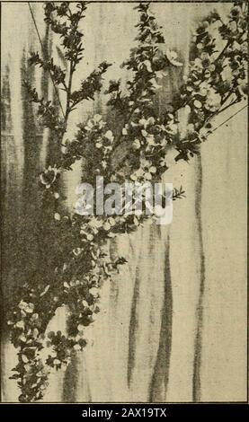 Gleanings nella coltura dell'ape. Aces. E 'lento-crescere-ing, ma produce un molto duro e durablelegname. Il "come del miele e del polline" di questa fonte ci permette di fare un earlystart con le operazioni di allevamento della regina. Thephoto mostra i semi-baccelli di un anno e i nuovi baccelli appena formanti. S.. Parsonsia eterofilla. jes-samine nativo. Si tratta di una pianta di arrampicata che produce grandi grappoli di fiori profumati di crema pallido in ottobre, e tebees lavorare duro su di esso per il miele mentre itasts. Il seme è prodotto in pods.A lungo seme con le ali può essere visto su un podin l'immagine. %^, XS -^^^M^f- :^ Muhlenbeikia adpie Foto Stock