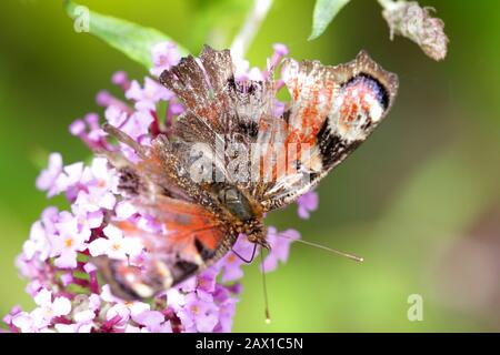 Tattered Peacock Butterfly (Aglais io formerly Inachis io) Foto Stock