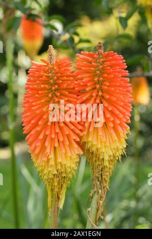 Kniphofia 'Monte Etna' rosso fiori di poker caldo a fine estate. Foto Stock