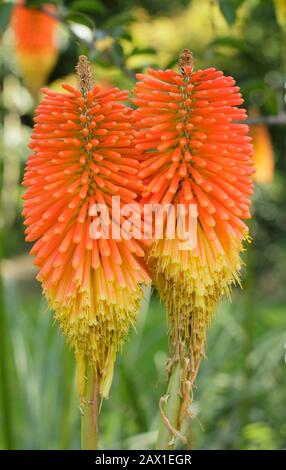 Kniphofia 'Monte Etna' rosso fiori di poker caldo a fine estate. Foto Stock